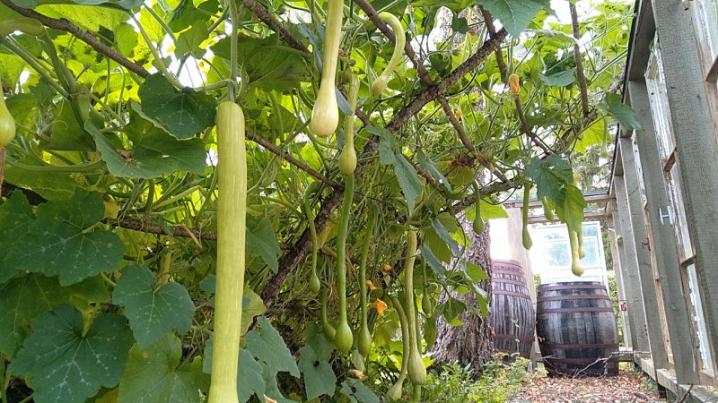 Cucurbita Summer Squash Group  'Tromba di Albenga'